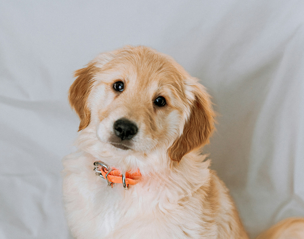 Assegurança de mascotes