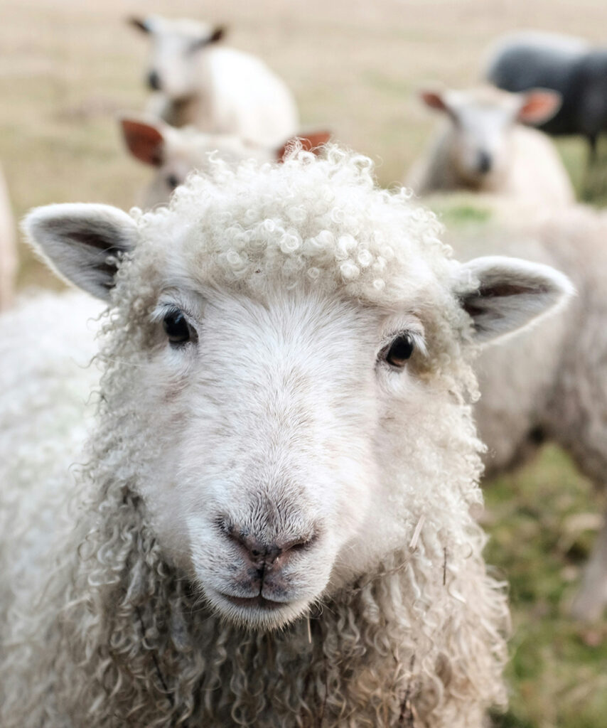 Assegurança responsabilitat civil explotacions agrícoles i ramaderes
